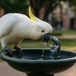 Sydney’s Slimme Kaketoes Beheersen Drinkfonteinen in een Virale Vertoning van Stedelijke Vindingrijkheid